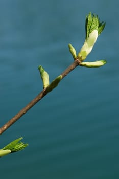 a sprout at spring time on a sunny day