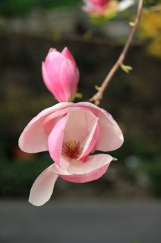 Close up of a beautiful magnolia flower alone on a branch