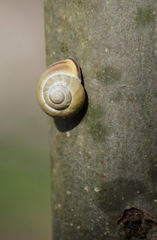 Little snail shell on a trunk