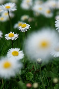 Daisies in the meadow at spring time