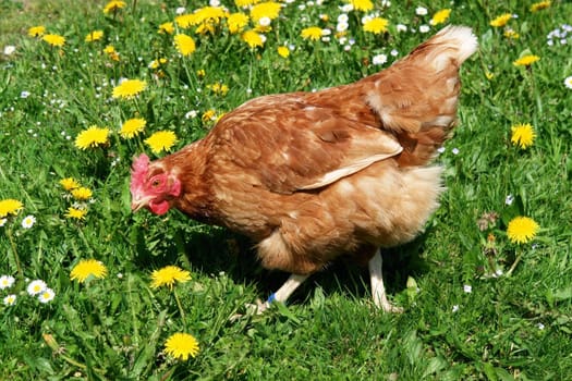 Hen outside in the meadow at spring