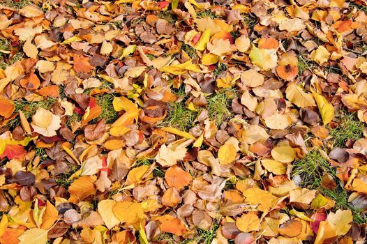 Yellow, red, orange and brown leaves on a background of green grass (texture)