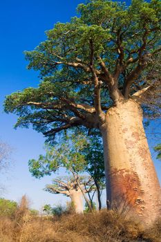 Baobab tree from Madagascar