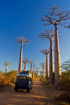 Baobabs trees from Madagascar in the savannah of Madagascar