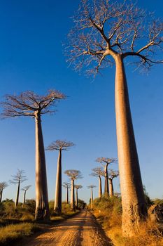 Baobabs trees from Madagascar in the savannah of Madagascar