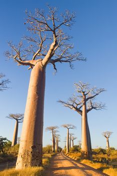 Baobabs trees from Madagascar in the savannah of Madagascar