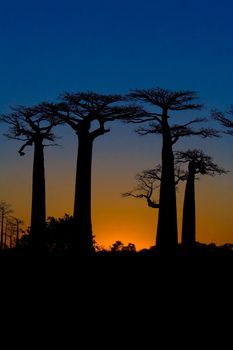 Sunset on baobab trees at Morondava, Madagascar