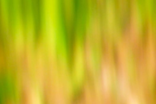 Natural background of green, brown and yellow blur