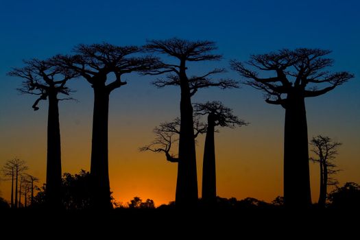 Sunset on baobab trees at Morondava, Madagascar