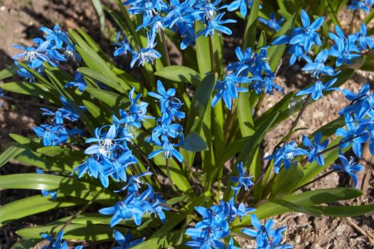 Blue spring flowers on a background of green leaves and soil