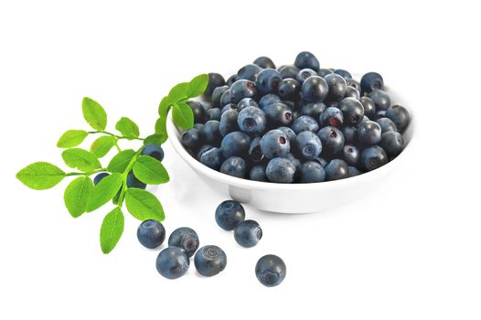 Blueberries in a white porcelain bowl with a green twig and leaf isolated on a white background