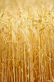 Farming field. Yellow grain ready for harvest