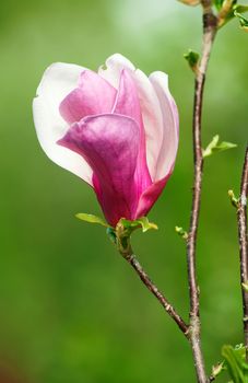 bloom of magnolia flower