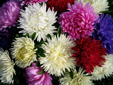 Bouquet of asters on the background of green grass