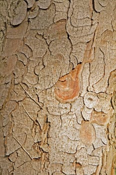 tree bark with hints of beige. substance and texture