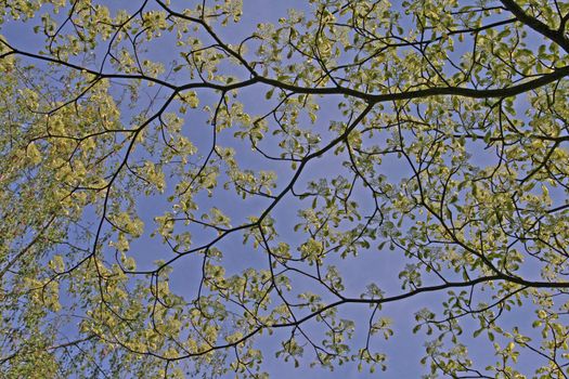 branches and buds, flowering early spring