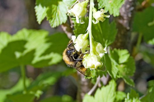 The striped, shaggy bumblebee gathers nectar from flowers of black sorodiny on the background of green leaves