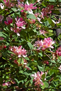 Flowering shrub with pink flowers dogberry