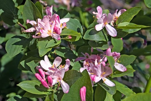 Flowering shrub with pink flowers dogberry