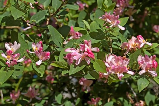 Flowering shrub with pink flowers dogberry