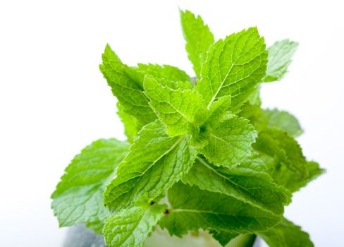 Bright green fresh mint leaves, close up, on a light background