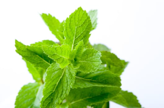 Bright green fresh mint leaves, close up, on a light background