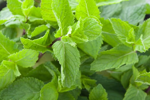 A lot of fresh mint leaves, close-up