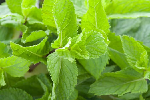 A lot of fresh mint leaves, close-up