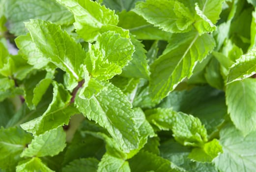 A lot of fresh mint leaves, close-up