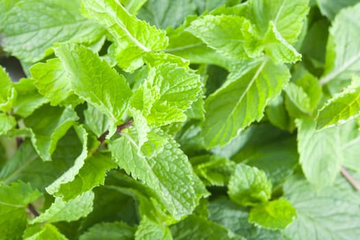 A lot of fresh mint leaves, close-up