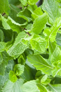 A lot of fresh mint leaves, close-up