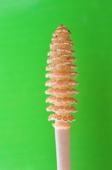 Horsetail flower (Equisetum)