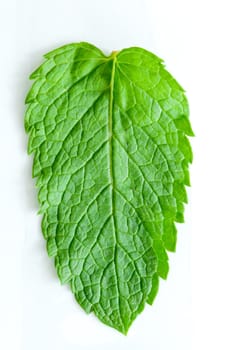 One fresh mint leaves, close up, on a light background