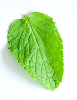 One fresh mint leaves, close up, on a light background