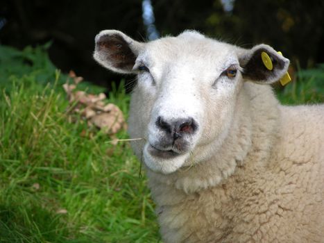 Funny sheep