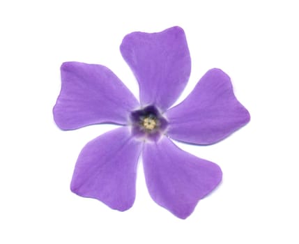 Periwinkle (Vinca)