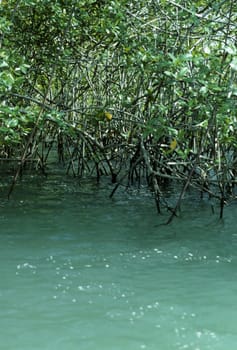 Mangrove in Costa Rica