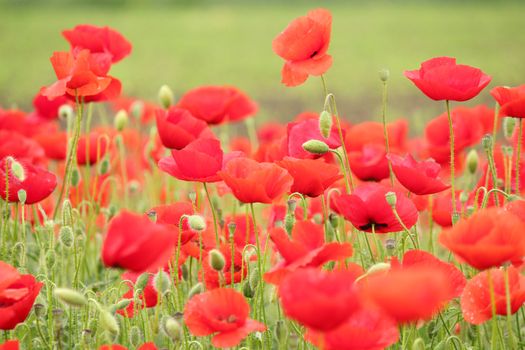 spring scene with red poppy field