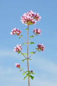 Oregano (Origanum vulgare)