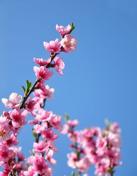 Peach flower (Prunus persica)