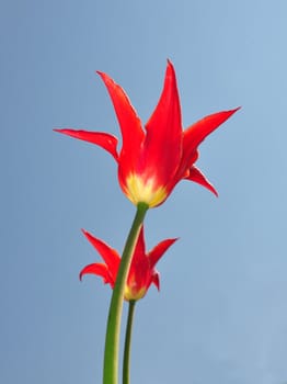 Red tulips