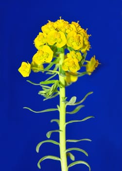 Cypress spurge (Euphorbia cyparissias)