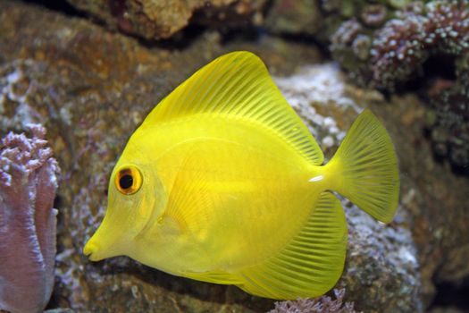 close up yellow tang tropical fish