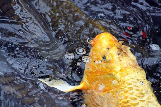 large koi carp