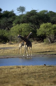Adult African giraffes near a water source.