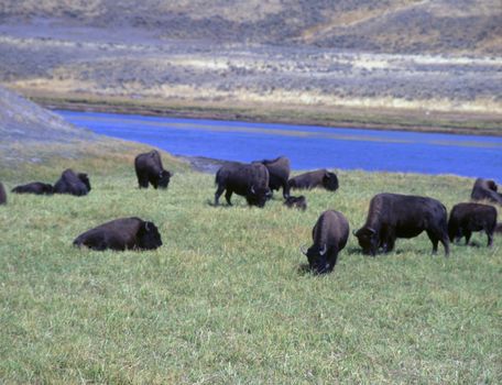 American Bison grazing in Yellowstone National Park