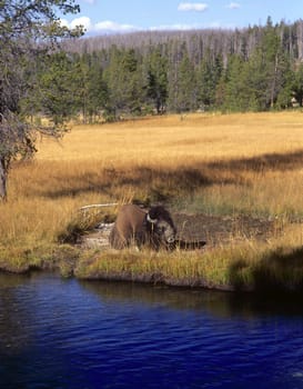 American Bison grazing in Yellowstone National Park