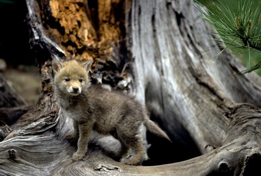 Curious coyote pup at the base of a tree.