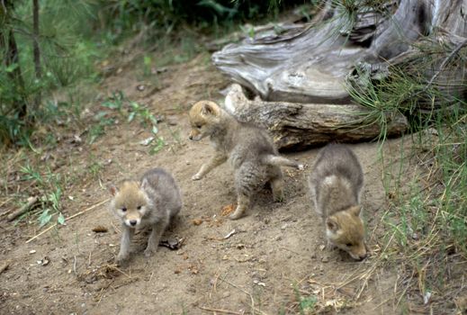 Coyote pups at play at the base of a tree