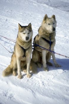 A pair of sled dogs harnessed.